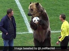 Watch: Russian Football League Blasted After Grizzly Bear Hands Match-Ball To Referee