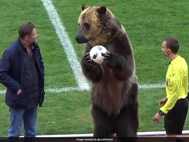 Watch: Russian Football League Blasted After Grizzly Bear Hands Match-Ball To Referee