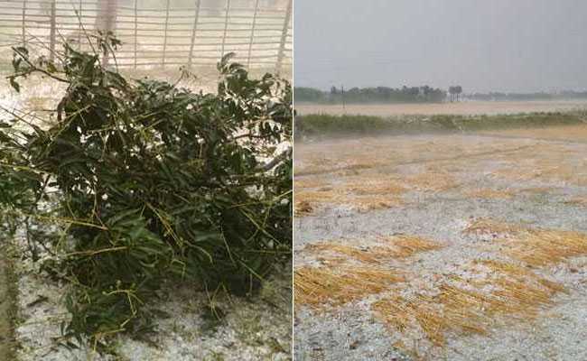 बिहार में भयंकर ओलावृष्टि ने तोड़ी किसानों की कमर, गेहूं के साथ आम-लीची की फसल बर्बाद, देखें तस्वीरें