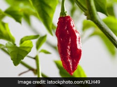 I'm Late To The Bhut Jolokia Party. Here's What I Discovered About It