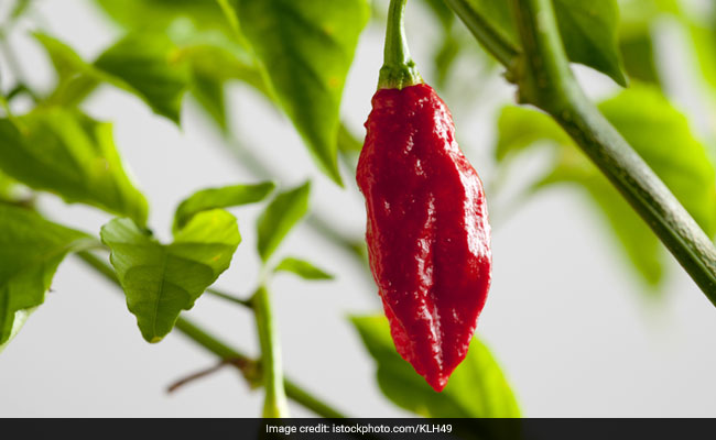 I'm Late To The Bhut Jolokia Party. Here's What I Discovered About It