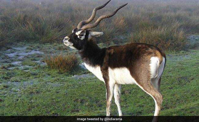 Andhra Pradesh Gets Separate State Symbols After Split, Blackbuck Is