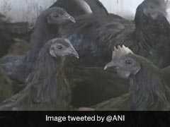 This Rare Breed Of Black Chicken Is Making Chhattisgarh Women Rich