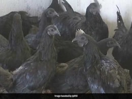 This Rare Breed Of Black Chicken Is Making Chhattisgarh Women Rich This Rare Breed Of Black Chicken Is Making Chhattisgarh Women Rich