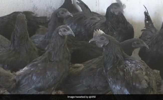 This Rare Breed Of Black Chicken Is Making Chhattisgarh Women Rich