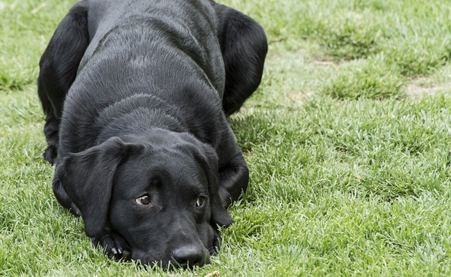 Neighbours Go To Court Seeking Custody Of Pet. Whose Dog Is It Anyway?