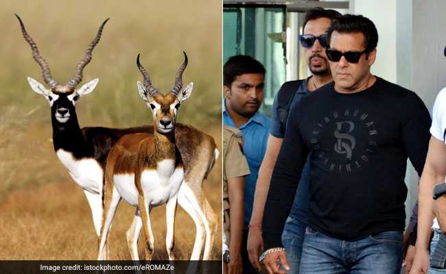 Salman Khan Guilty Of Killing Blackbucks That Are Worshipped By Bishnois