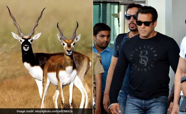 Salman Khan Hiran Case: काला हिरण शिकार केस में अब तक क्या-क्या हुआ? बरी हो चुके सैफ-तब्बू-सोनाली की बढ़ सकती है मुसीबत