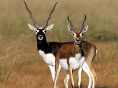4 Blackbucks Die Of "Shock" In Pune Zoo After Attack By Stray Dogs