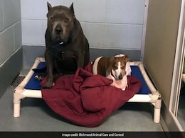 Woman Adopted Blind Dachshund And His Guide Dog. Then One Was Abandoned Woman Adopted Blind Dachshund And His Guide Dog. Then One Was Abandoned