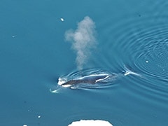 Arctic Jazz: Bowhead Whales Have Amazingly Diverse Songbook