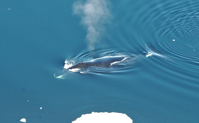 Arctic Jazz: Bowhead Whales Have Amazingly Diverse Songbook