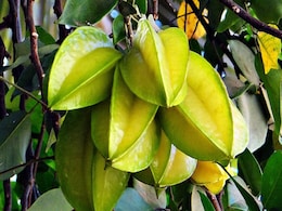 Star Fruit For Health: इम्यूनिटी से लेकर डायबिटीज तक, स्टार फ्रूट खाने के पांच फायदे Star Fruit For Health: इम्यूनिटी से लेकर डायबिटीज तक, स्टार फ्रूट खाने के पांच फायदे