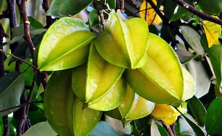 Carambola Fruit: Here's Why You Should Add This Exotic Fruit To Your Diet!