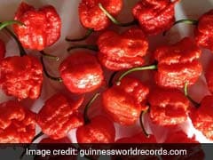 World's Hottest Chilli Pepper Carolina Reaper May Have An Indian Connection