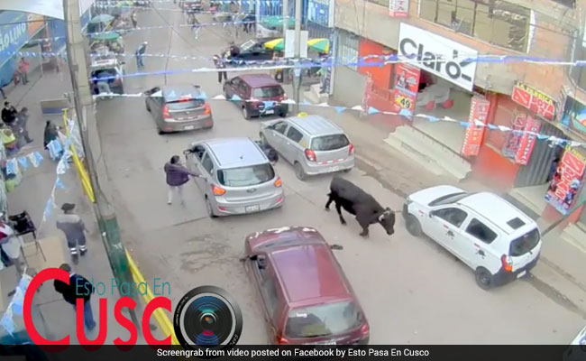 Video: Bull Escapes Enclosure, Runs Through Streets And Shopping Mall