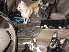 33 Abused Chihuahuas, Rescued From SUV, Had Happy Lives, Says Ex-Owner
