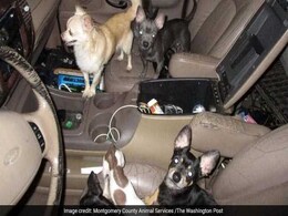 33 Abused Chihuahuas, Rescued From SUV, Had Happy Lives, Says Ex-Owner 33 Abused Chihuahuas, Rescued From SUV, Had Happy Lives, Says Ex-Owner