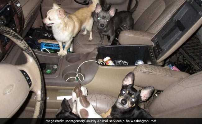 33 Abused Chihuahuas, Rescued From SUV, Had Happy Lives, Says Ex-Owner