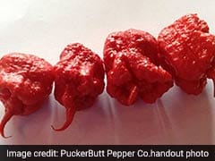 Defending The World's Hottest Pepper, A Grower Explains How To Safely Eat It