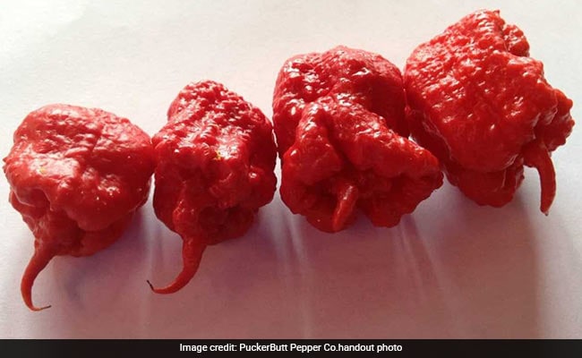 Defending World's Hottest Pepper, A Grower Explains How To Safely Eat It