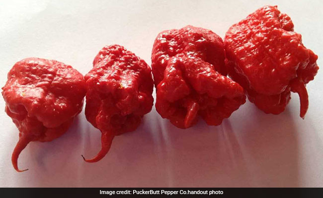 Defending The World's Hottest Pepper, A Grower Explains How To Safely Eat It