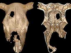 3,000-Year-Old Cow Skull Shows Surgery Was Done In Neolithic Era