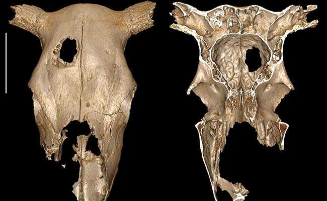3,000-Year-Old Cow Skull Shows Surgery Was Done In Neolithic Era