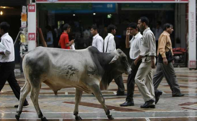 Muslim Woman Gets Threats From Family For Running A Cow Shelter