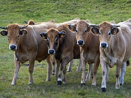 Rajasthan To Get First Cow Sanctuary, Plans To Project It As Tourist Spot Rajasthan To Get First Cow Sanctuary, Plans To Project It As Tourist Spot