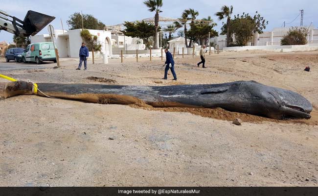 Dead Whale Was Found With 64 Pounds Of Trash In Its Digestive System