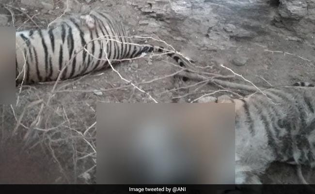 2 Tigers Found Dead In Ranthambore, Officials Suspect Territorial Fight