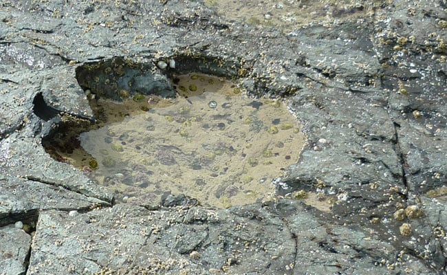 Rare Dinosaur Footprints Found On Scotland's Isle Of Skye