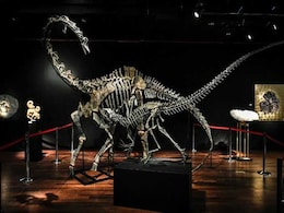 Want To Buy A Dinosaur? Two On Sale In Paris Want To Buy A Dinosaur? Two On Sale In Paris