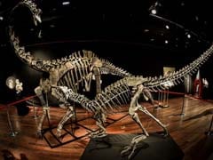 Anonymous Buyer Pays Over $3 Million For 2 Dinosaur Skeletons