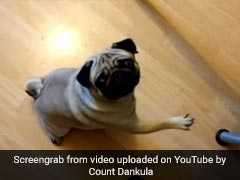 YouTuber Trained Pug To Do Nazi Salute For Video, Fined For Hate Crime