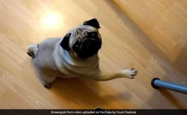 YouTuber Trained Pug To Do Nazi Salute For Video, Fined For Hate Crime