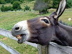 Donkey Gets "Admit Card" But Will It Appear For Exam, Wonders Twitter