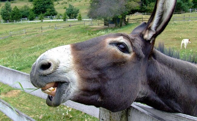 Donkeys Fed <i>Gulab Jamun</i> In Bhopal As Part Of 'Ritual' To Bring Rain