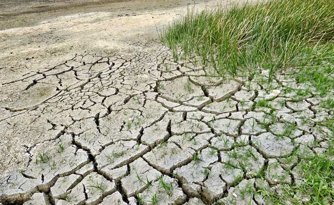 कम बारिश से बिहार में मंडराया सूखे का खतरा, सबसे ज्‍यादा मार धान के किसानों पर 