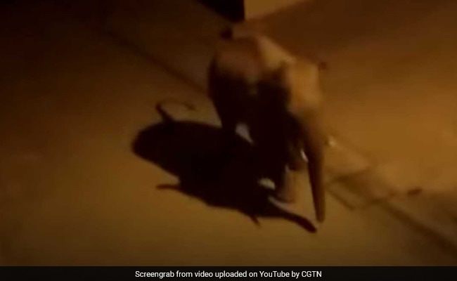 Watch: Curious Wild Elephant Walks Around City, Approaches Houses