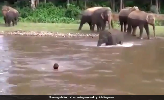 VIDEO: नदी में तैर रहा था शख्स, हाथी ने देखा तो कूद पड़ा उसे बचाने