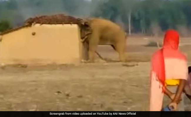 Angry Elephant Destroys House In Chhattisgarh As Residents Look On