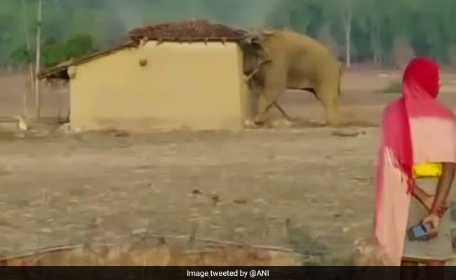 Four Elephants Killed Instantly After Speeding Train Hits Them In Odisha