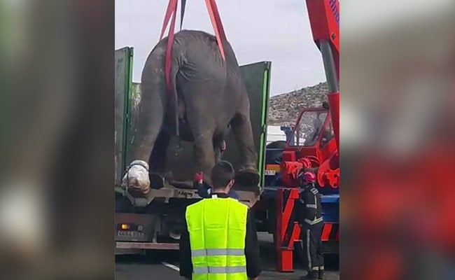 Watch: Elephants Lifted By Crane Off Highway After Truck Flips Over