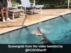 Another Day, Another 'Gator. This Time, 9-Foot Reptile Cools Off In Pool