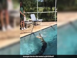 Another Day, Another 'Gator. This Time, 9-Foot Reptile Cools Off In Pool Another Day, Another 'Gator. This Time, 9-Foot Reptile Cools Off In Pool
