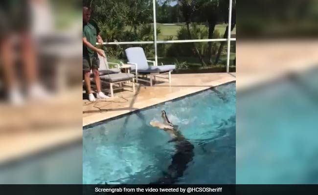 Another Day, Another 'Gator. This Time, 9-Foot Reptile Cools Off In Pool