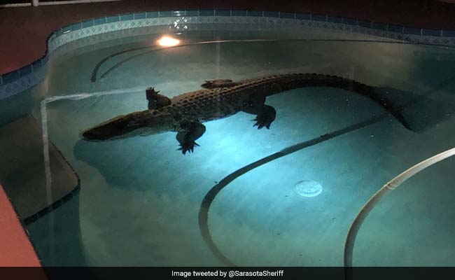 11-Foot Alligator Enjoys Late Night Swim In Family's Pool. Watch