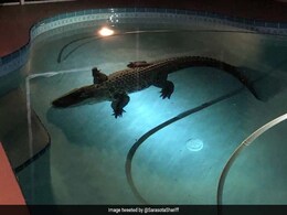 11-Foot Alligator Enjoys Late Night Swim In Family's Pool. Watch 11-Foot Alligator Enjoys Late Night Swim In Family's Pool. Watch